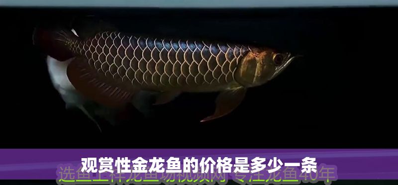 觀賞性金龍魚的價(jià)格是多少一條