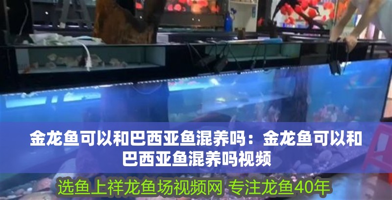 金龍魚可以和巴西亞魚混養嗎：金龍魚可以和巴西亞魚混養嗎視頻