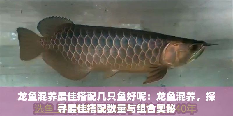龍魚(yú)混養(yǎng)最佳搭配幾只魚(yú)好呢：龍魚(yú)混養(yǎng)，探尋最佳搭配數(shù)量與組合奧秘