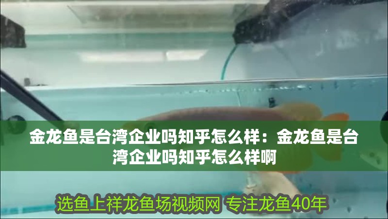 金龍魚是臺灣企業嗎知乎怎么樣：金龍魚是臺灣企業嗎知乎怎么樣啊