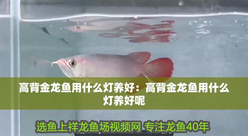高背金龍魚用什么燈養好：高背金龍魚用什么燈養好呢