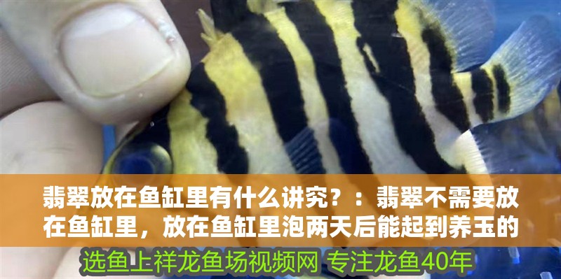 翡翠放在魚缸里有什么講究？：翡翠不需要放在魚缸里，放在魚缸里泡兩天后能起到養(yǎng)玉的作用