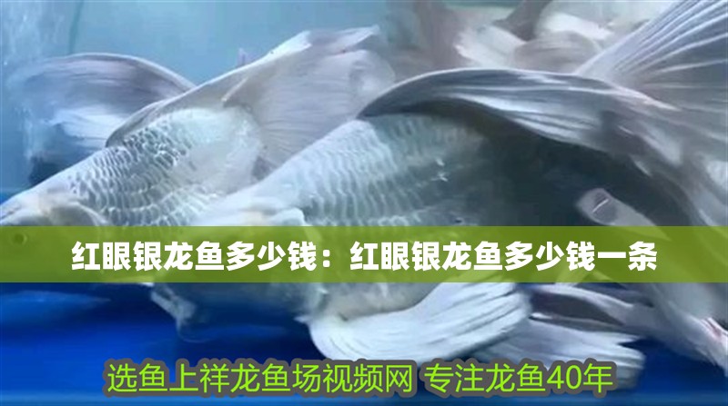 紅眼銀龍魚多少錢:紅眼銀龍魚多少錢一條 水族問答 紅眼銀龍魚多少錢:紅眼銀龍魚多少錢一條 紅眼銀龍魚多少錢:紅眼銀龍魚多少錢一條 水族問答