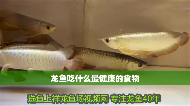 龍魚吃什么最健康的食物