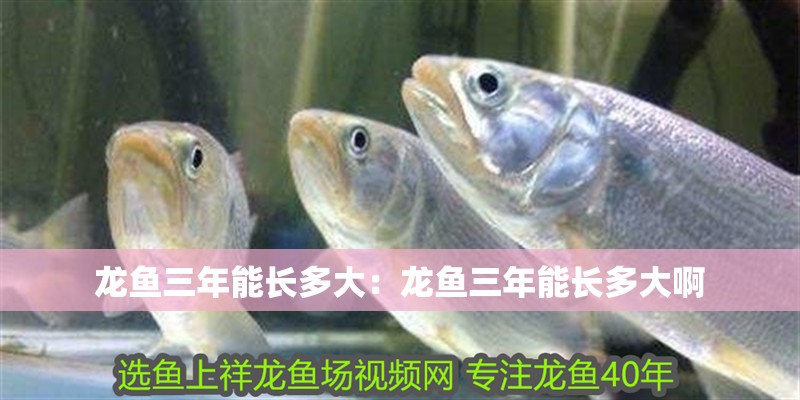 龍魚三年能長多大：龍魚三年能長多大啊
