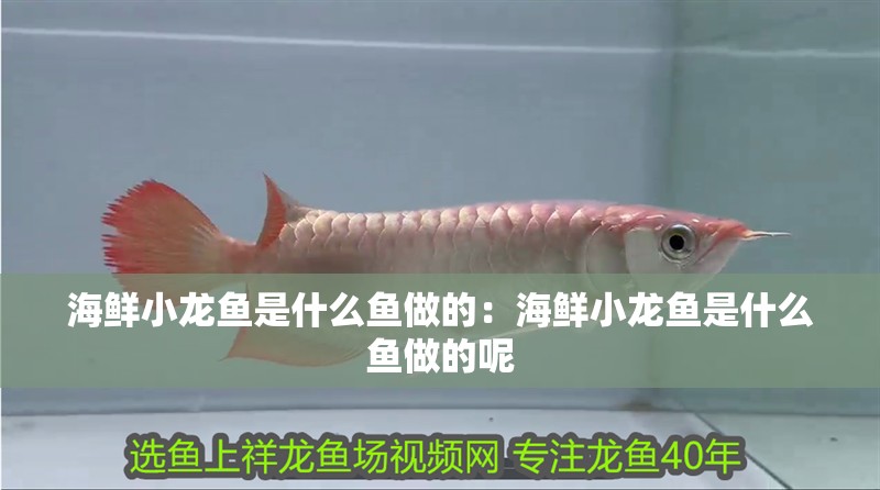 海鮮小龍魚是什么魚做的:海鮮小龍魚是什么魚做的呢 水族問答 海鮮小龍魚是什么魚做的:海鮮小龍魚是什么魚做的呢 海鮮小龍魚是什么魚做的:海鮮小龍魚是什么魚做的呢 水族問答