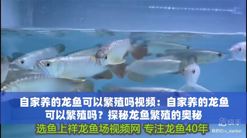 自家養(yǎng)的龍魚(yú)可以繁殖嗎視頻：自家養(yǎng)的龍魚(yú)可以繁殖嗎？探秘龍魚(yú)繁殖的奧秘