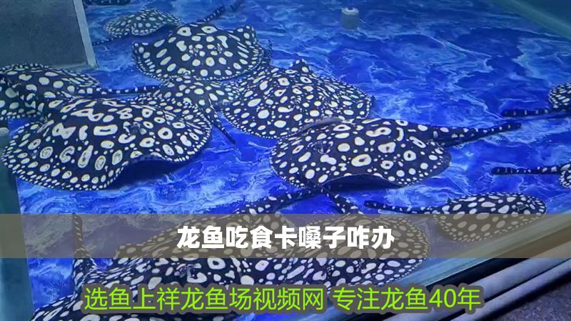 龍魚吃食卡嗓子咋辦
