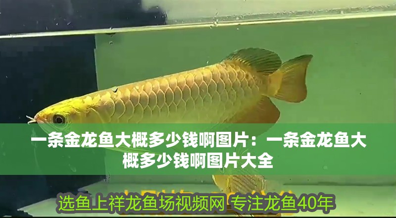 一條金龍魚大概多少錢啊圖片：一條金龍魚大概多少錢啊圖片大全