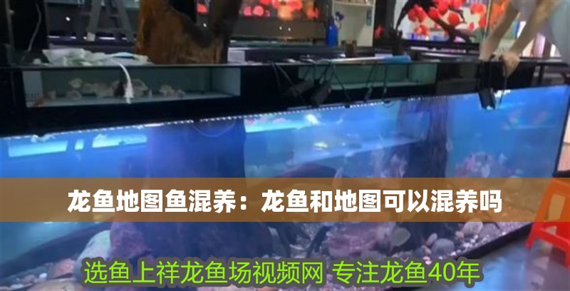 龍魚地圖魚混養：龍魚和地圖可以混養嗎
