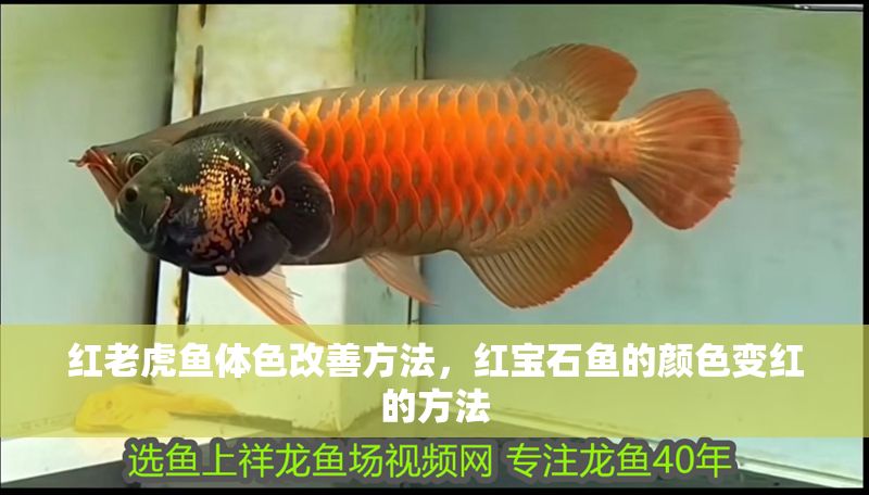 紅老虎魚體色改善方法,紅寶石魚的顏色變紅的方法 虎魚百科 第1張 紅老虎魚體色改善方法,紅寶石魚的顏色變紅的方法 紅老虎魚體色改善方法,紅寶石魚的顏色變紅的方法 虎魚百科 第1張