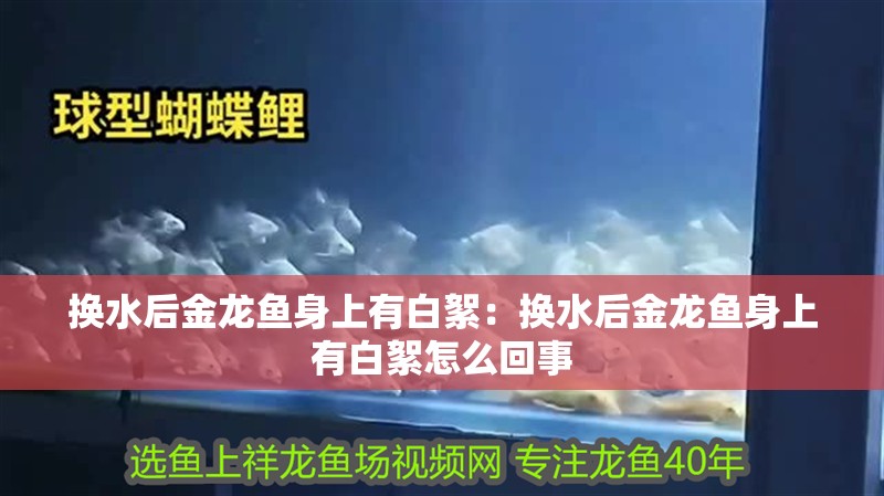 換水后金龍魚身上有白絮：換水后金龍魚身上有白絮怎么回事