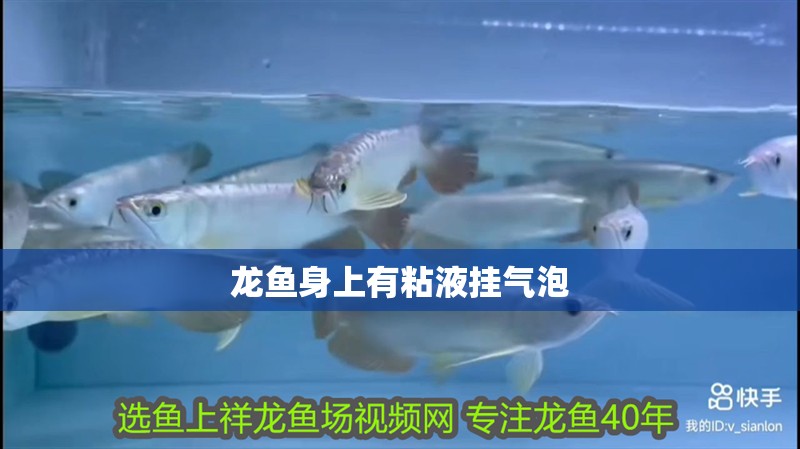 龍魚身上有粘液掛氣泡