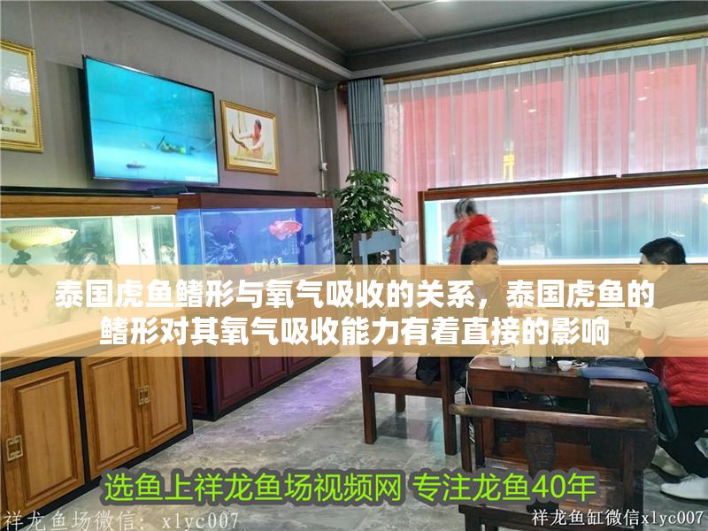 泰國虎魚鰭形與氧氣吸收的關系，泰國虎魚的鰭形對其氧氣吸收能力有著直接的影響