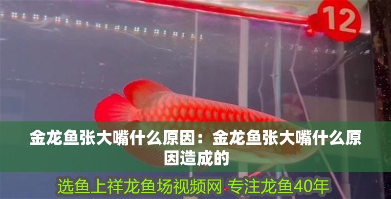 金龍魚張大嘴什么原因：金龍魚張大嘴什么原因造成的