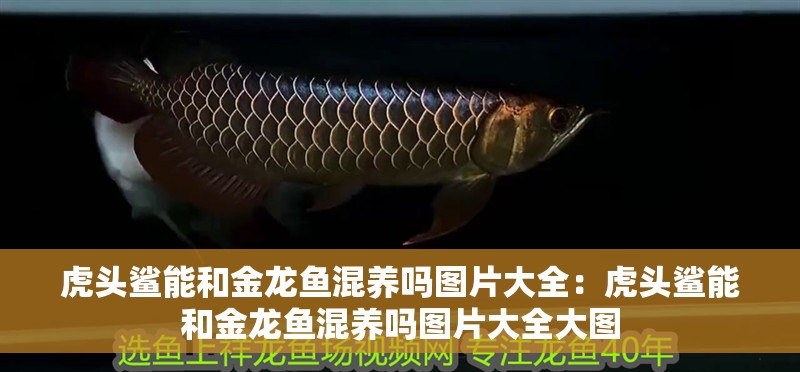 虎頭鯊能和金龍魚混養嗎圖片大全：虎頭鯊能和金龍魚混養嗎圖片大全大圖
