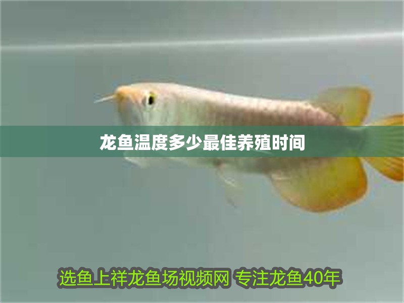 龍魚溫度多少最佳養(yǎng)殖時(shí)間