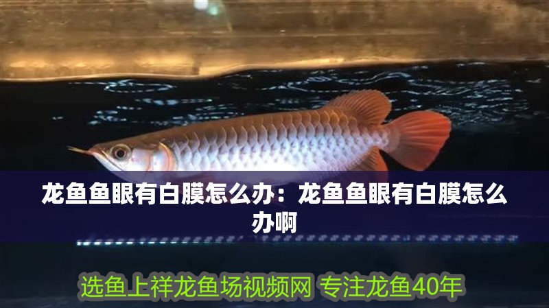 龍魚魚眼有白膜怎么辦：龍魚魚眼有白膜怎么辦啊