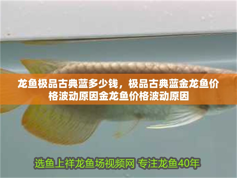 龍魚極品古典藍多少錢，極品古典藍金龍魚價格波動原因金龍魚價格波動原因