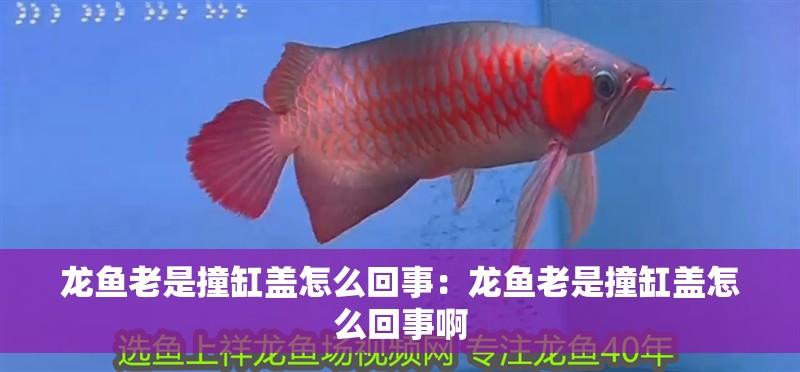 龍魚老是撞缸蓋怎么回事：龍魚老是撞缸蓋怎么回事啊