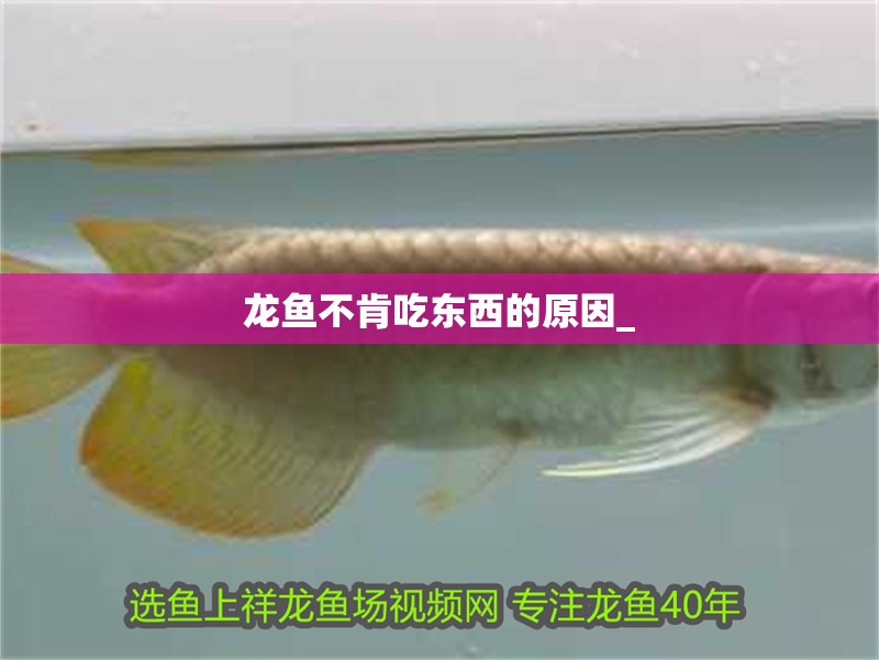 龍魚不肯吃東西的原因_