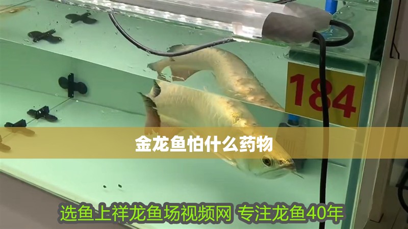 金龍魚怕什么藥物 金龍魚怕什么藥物 龍魚百科 第2張