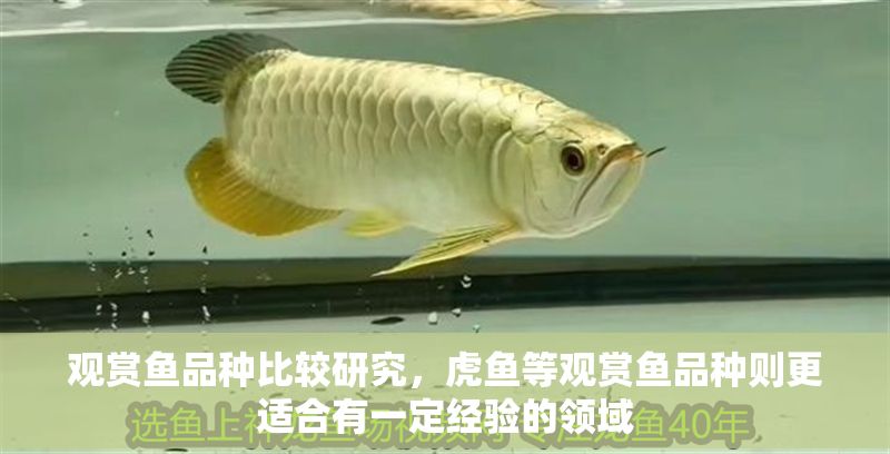 觀賞魚品種比較研究，虎魚等觀賞魚品種則更適合有一定經驗的領域