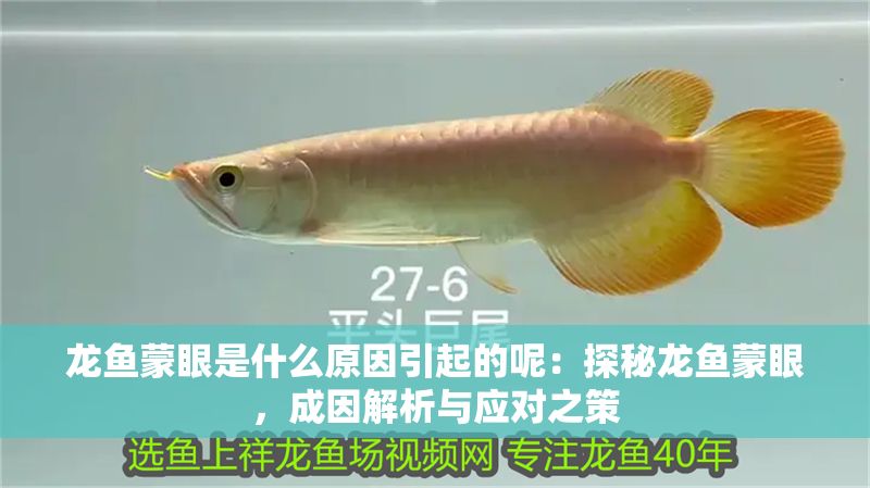 龍魚蒙眼是什么原因引起的呢：探秘龍魚蒙眼，成因解析與應(yīng)對之策