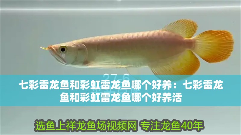 七彩雷龍魚和彩虹雷龍魚哪個好養：七彩雷龍魚和彩虹雷龍魚哪個好養活