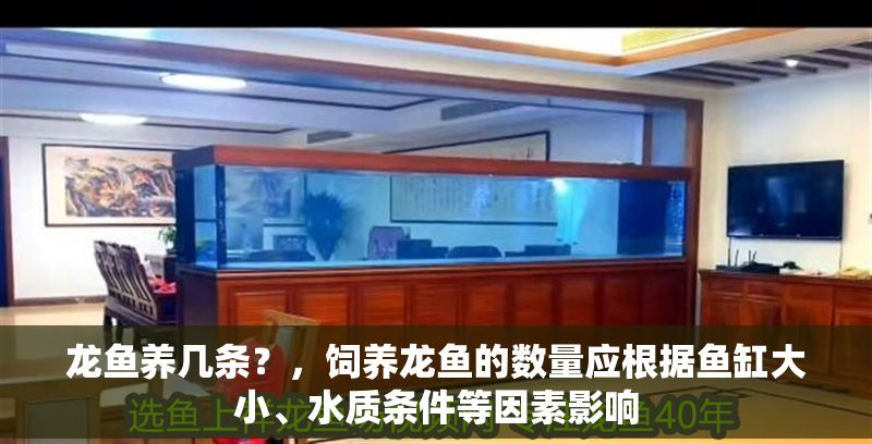 龍魚養幾條？，飼養龍魚的數量應根據魚缸大小、水質條件等因素影響
