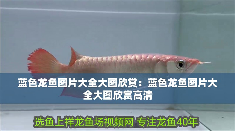藍色龍魚圖片大全大圖欣賞：藍色龍魚圖片大全大圖欣賞高清