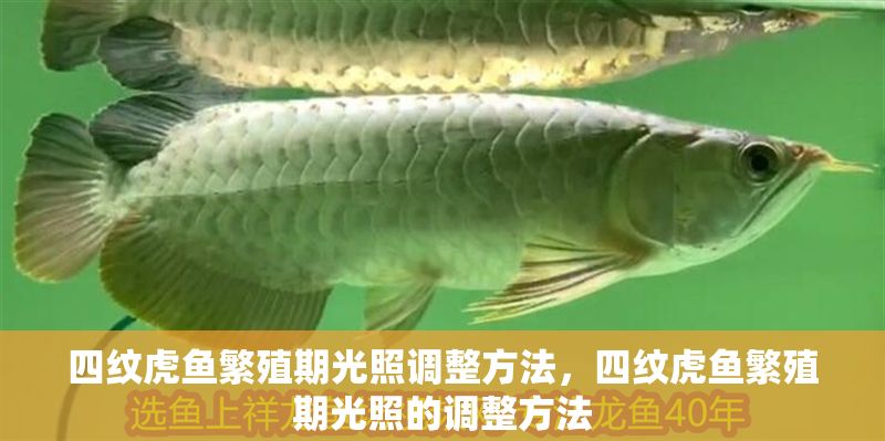 四紋虎魚繁殖期光照調整方法，四紋虎魚繁殖期光照的調整方法