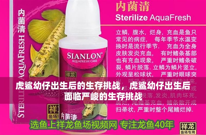 虎鯊幼仔出生后的生存挑戰，虎鯊幼仔出生后面臨嚴峻的生存挑戰