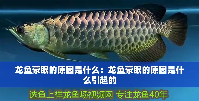 龍魚蒙眼的原因是什么：龍魚蒙眼的原因是什么引起的 龍魚蒙眼的原因是什么：龍魚蒙眼的原因是什么引起的 水族問答
