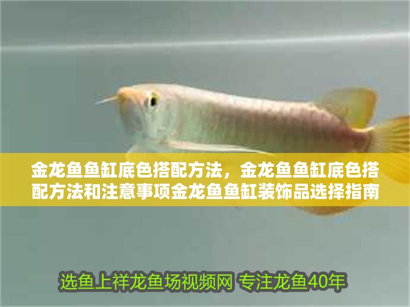 金龍魚(yú)魚(yú)缸底色搭配方法，金龍魚(yú)魚(yú)缸底色搭配方法和注意事項(xiàng)金龍魚(yú)魚(yú)缸裝飾品選擇指南