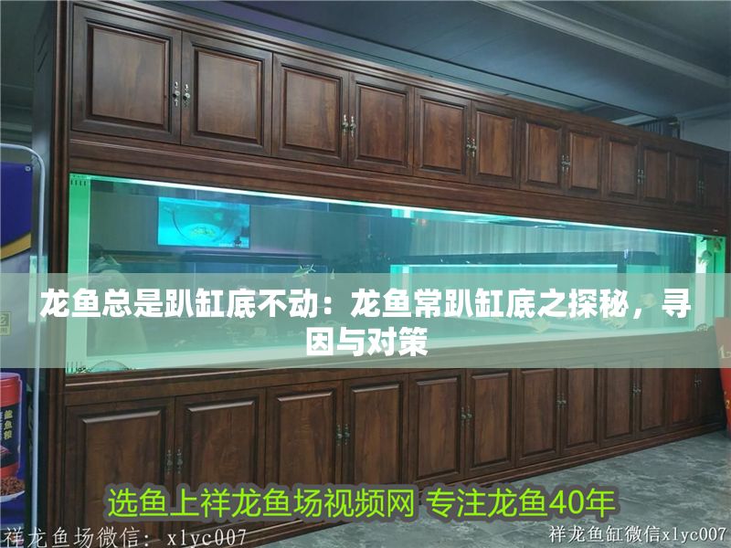 龍魚總是趴缸底不動：龍魚常趴缸底之探秘，尋因與對策
