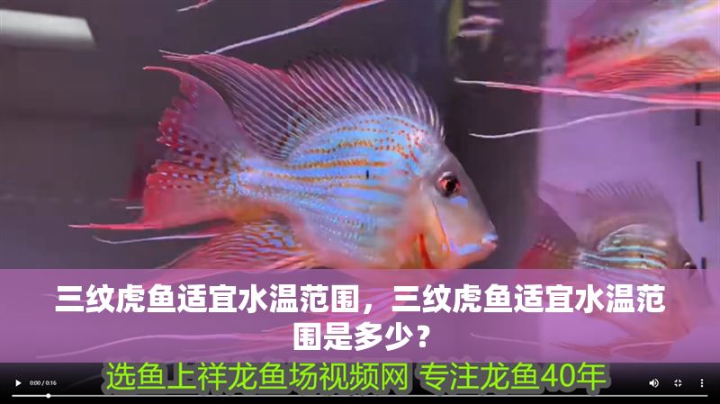 三紋虎魚適宜水溫范圍，三紋虎魚適宜水溫范圍是多少？ 三紋虎魚適宜水溫范圍，三紋虎魚適宜水溫范圍是多少？ 虎魚百科 第1張