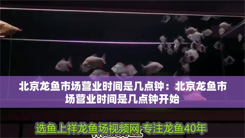 北京龍魚市場營業時間是幾點鐘：北京龍魚市場營業時間是幾點鐘開始