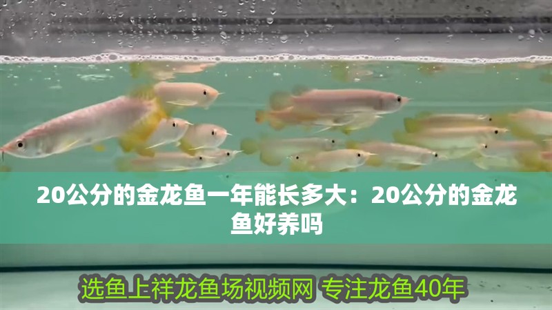 20公分的金龍魚一年能長多大：20公分的金龍魚好養嗎