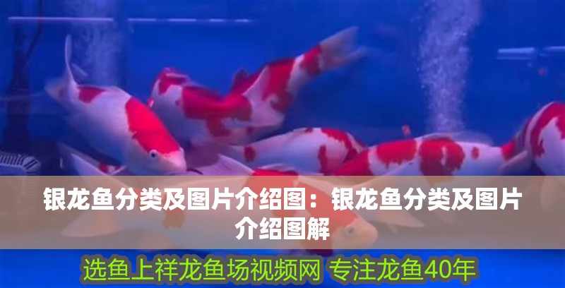 銀龍魚分類及圖片介紹圖：銀龍魚分類及圖片介紹圖解 銀龍魚分類及圖片介紹圖：銀龍魚分類及圖片介紹圖解 水族問答