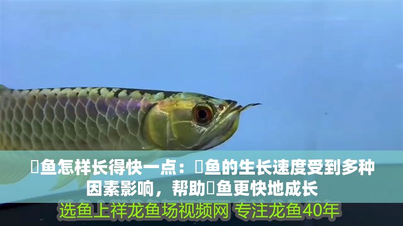 魟魚怎樣長得快一點：魟魚的生長速度受到多種因素影響，幫助魟魚更快地成長