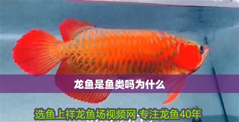 龍魚是魚類嗎為什么