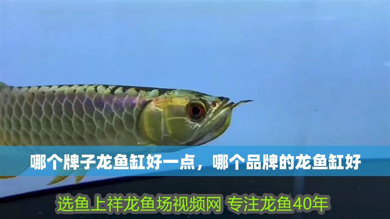 哪個牌子龍魚缸好一點，哪個品牌的龍魚缸好 哪個牌子龍魚缸好一點，哪個品牌的龍魚缸好 魚缸百科 第2張