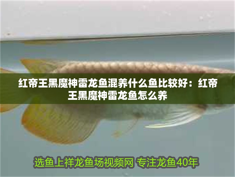紅帝王黑魔神雷龍魚混養什么魚比較好：紅帝王黑魔神雷龍魚怎么養