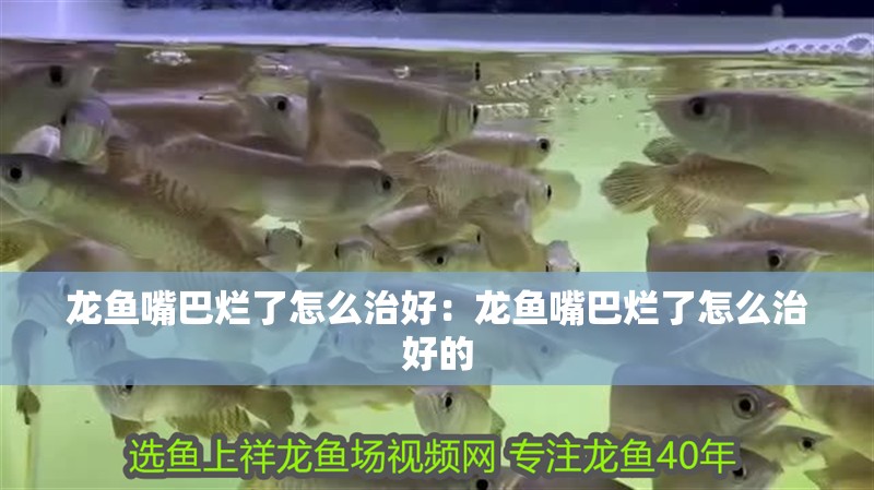 龍魚嘴巴爛了怎么治好：龍魚嘴巴爛了怎么治好的