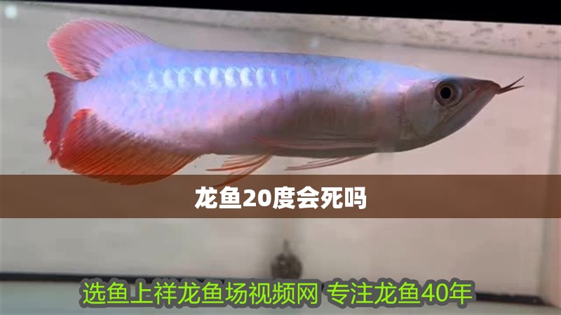 龍魚20度會死嗎