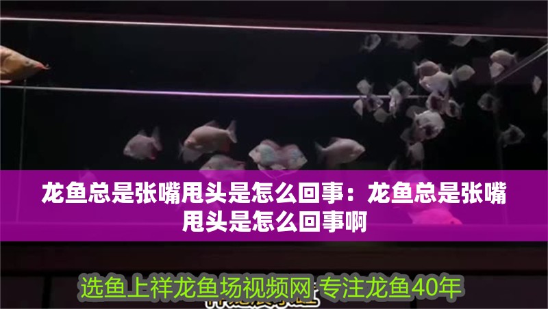 龍魚總是張嘴甩頭是怎么回事：龍魚總是張嘴甩頭是怎么回事啊