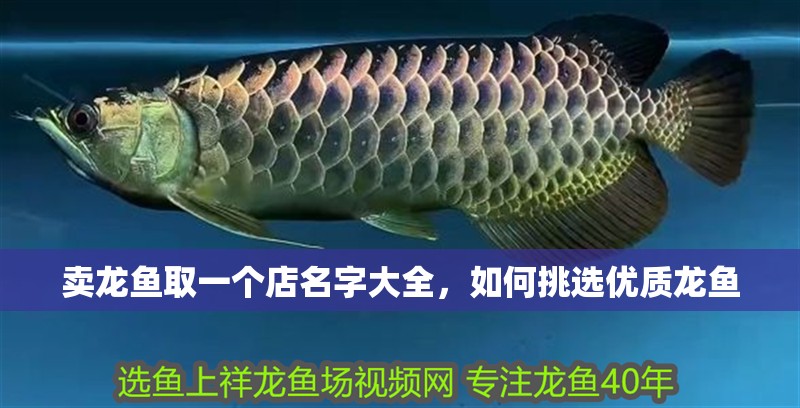 賣龍魚取一個店名字大全，如何挑選優質龍魚
