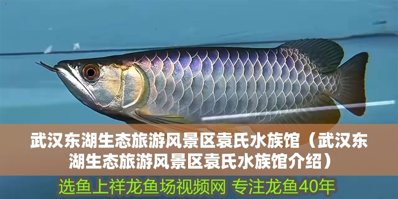 武漢東湖生態旅游風景區袁氏水族館（武漢東湖生態旅游風景區袁氏水族館介紹） 武漢東湖生態旅游風景區袁氏水族館（武漢東湖生態旅游風景區袁氏水族館介紹） 全國水族館企業名錄 第1張