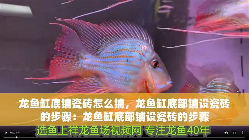 龍魚缸底鋪瓷磚怎么鋪，龍魚缸底部鋪設瓷磚的步驟：龍魚缸底部鋪設瓷磚的步驟